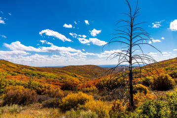 Fototapeta premium Landschaft im Mesa Verde Nationalpark