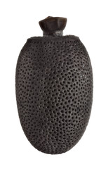 egg of stick insect - Acrophylla wueifingi