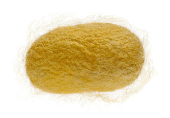 Cocoon of silkworm  - Bombyx mori