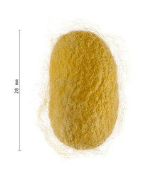 Cocoon of silkworm  with measurements - Bombyx mori