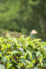 Tea tree with background of farm worker 