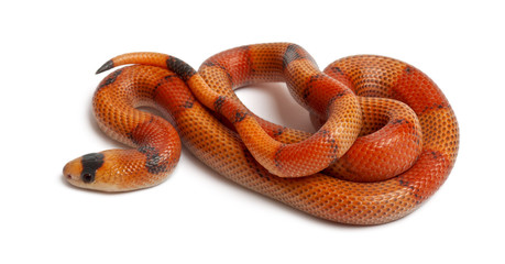 Tricolor Reverse Honduran milk snake, Lampropeltis triangulum hondurensis, in front of white background