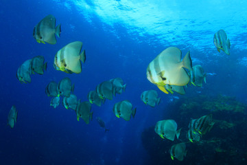 Fototapeta na wymiar School of fish: Longfin Spadefish (Batfish)