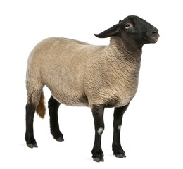 Female Suffolk sheep, Ovis aries, 2 years old, standing in front of white background