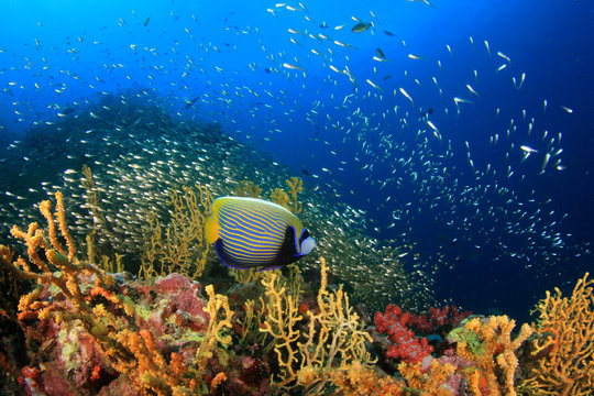 Fototapeta Coral reef and fish underwater in ocean