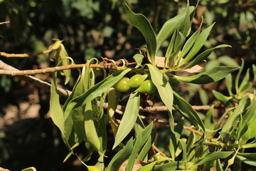 "Wild Olive" (or Sea Olive, White Alling) on tree in Crete Island, Greece. Its Latin name is Bontia Daphnoides (Syn Bontia Minor), native to Caribbean Islands.