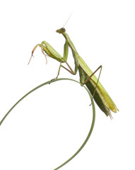 Female European Mantis or Praying Mantis, Mantis religiosa on grass, in front of white background