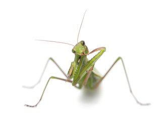 Female European Mantis or Praying Mantis, Mantis religiosa, in front of white background