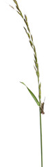 Grasshopper, Chorthippus montanus, on plant stem in front of white background