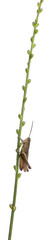 Grasshopper, Chorthippus montanus, on plant stem in front of white background