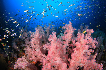 Coral reef and fish underwater in ocean