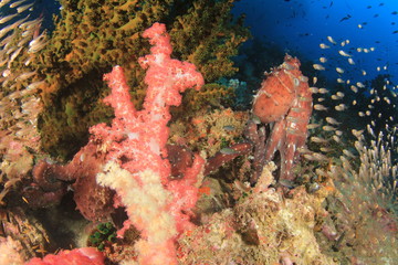 Naklejka na ściany i meble Reef Octopus