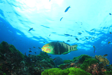 Naklejka na ściany i meble Parrotfish fish underwater on coral reef