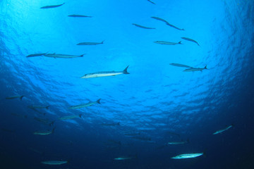 School of Barracuda fish underwater