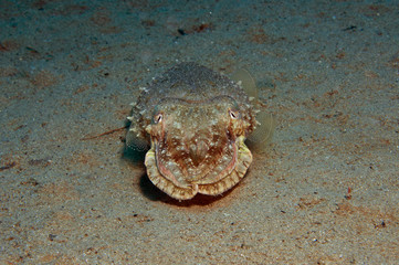 squid hiding to catch small fish