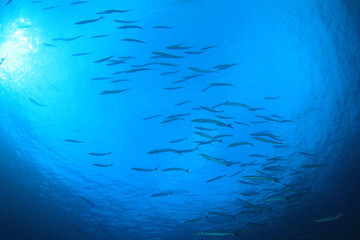 School of Barracuda fish underwater