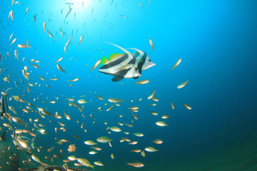 Fototapeta premium Fish in sea. Longfin Bannerfish tropical fish. 