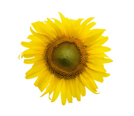 Fototapeta premium Sunflower isolated on white background