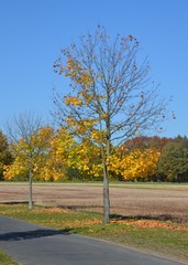 Blätterfall - Herbstbaum verliert bunte Blätter im sonnigen goldenen Oktober