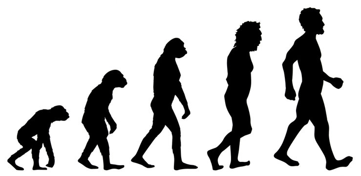 Human evolution graphic