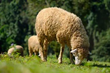 Obraz na płótnie Canvas Sheeps in farmland eating meadow
