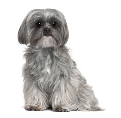 Mixed-Breed Dog with a maltese dog