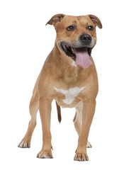 American Staffordshire terrier (4 years old)