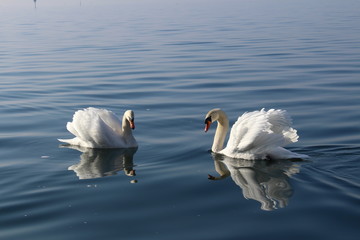 Obraz premium Two white swans are swimming on the Lake Constance (Bodensee) in Bregenz, Vorarlberg, Austria.