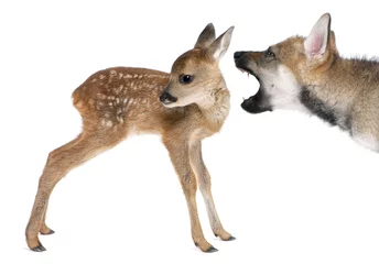Door stickers Roe interplay between roe deer Fawn and Eurasian Wolf