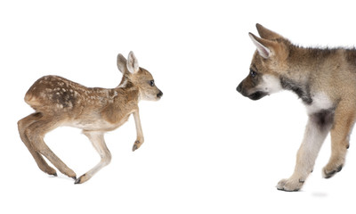 Interplay between Roe deer fawn and Eurasian Wolf, against white background, studio shot