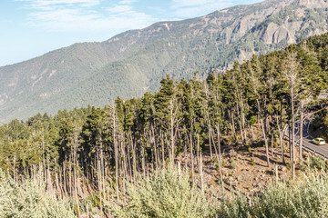 A large mountainous hillside with many pines in the middle of a national park