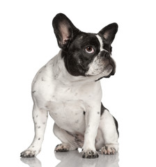 dog : black and white  French Bulldog, sitting, looking up