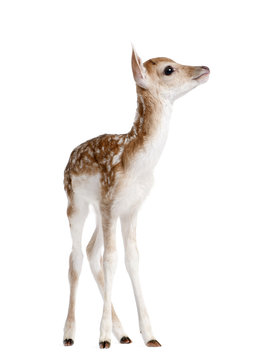 Fototapeta Side view of Fallow Deer Fawn, Dama dama, 5 days old, standing against white background, studio shot