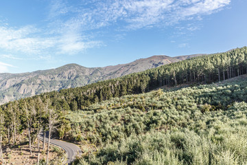 Fototapeta na wymiar View of a beautiful valley full of pine trees and vegetation on a sunny day