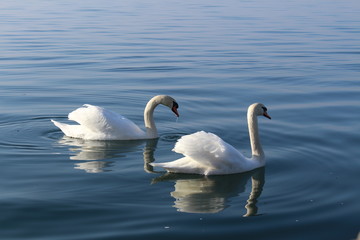 Obraz na płótnie Canvas Two white swans are swimming on the Lake Constance (Bodensee) in Bregenz, Vorarlberg, Austria.