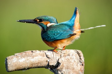 Common Kingfisher (Alcedo atthis) sitting on stick and defecate