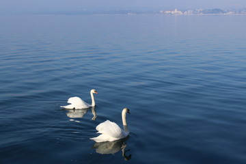 Two white swans are swimming on the Lake Constance (Bodensee) in Bregenz, Vorarlberg, Austria.