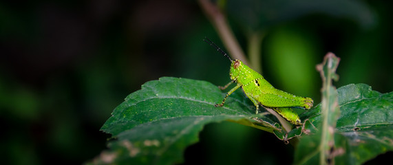 Grasshopper perching on a leaf