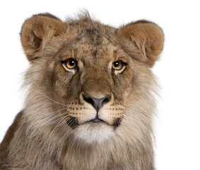 Lion, Panthera leo, 9 months old, in front of a white background, studio shot