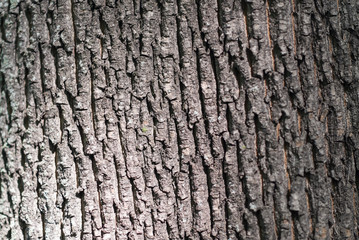 Bark texture background pattern crack old brown for design