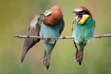 Two bee-eaters sitting on a branch on a beautiful background