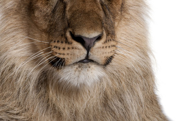 Cropped view of lion, Panthera leo, 9 months old, in front of a white background, studio shot