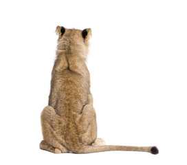 Rear view of lion, Panthera leo, 9 months old, in front of white background, studio shot