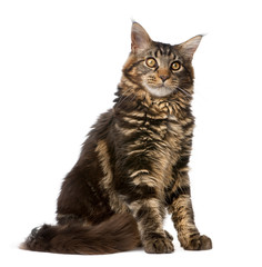 Maine Coon, 7 months old, sitting in front of white background, studio shot
