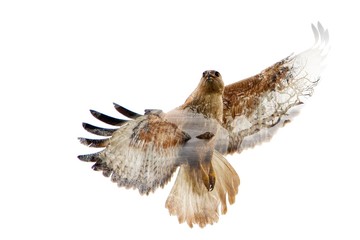 Double Exposure of Buzzard and Cape Kapchik in Crimea. Isolated on white