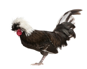 Holland dwarf rooster white-crested chicken, 5 months old, standing in front of white background