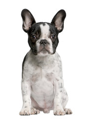 French bulldog puppy, 5 months old, sitting in front of white background