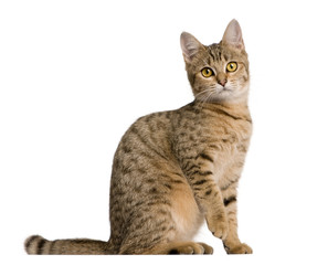 Young Bengal cat, 7 months old, sitting in front of white background, studio shot