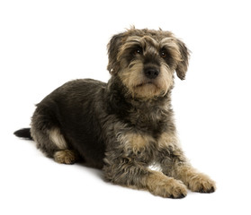 Crossbreed with a Schnauzer, 5 years old, sitting in front of white background