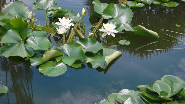 White lotus flowers on water. Lilies in the pond.